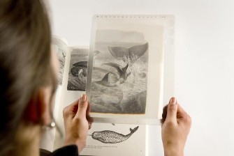 Lightwedge Reading Magnifiers Translucide